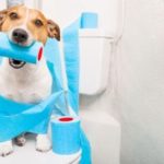 Dog playfully tangled in blue toilet paper near a running toilet, illustrating humorous plumbing mishaps related to toilet maintenance.